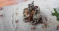 Acromyrmex coronatus