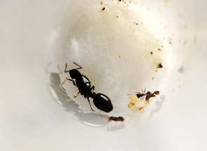 Tetramorium caespitum
