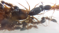 Camponotus nylanderi