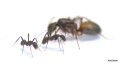 Camponotus cruentatus
