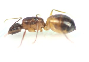 Camponotus nylanderi