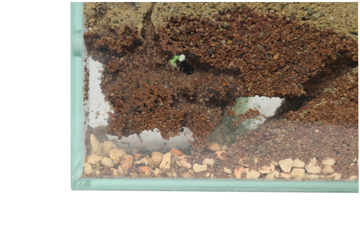 Ant Farm soil Brand