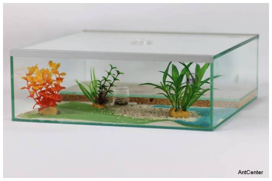 ant farm Jumbo