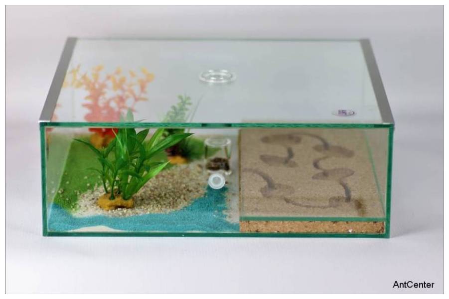 Ant terrarium Jumbo