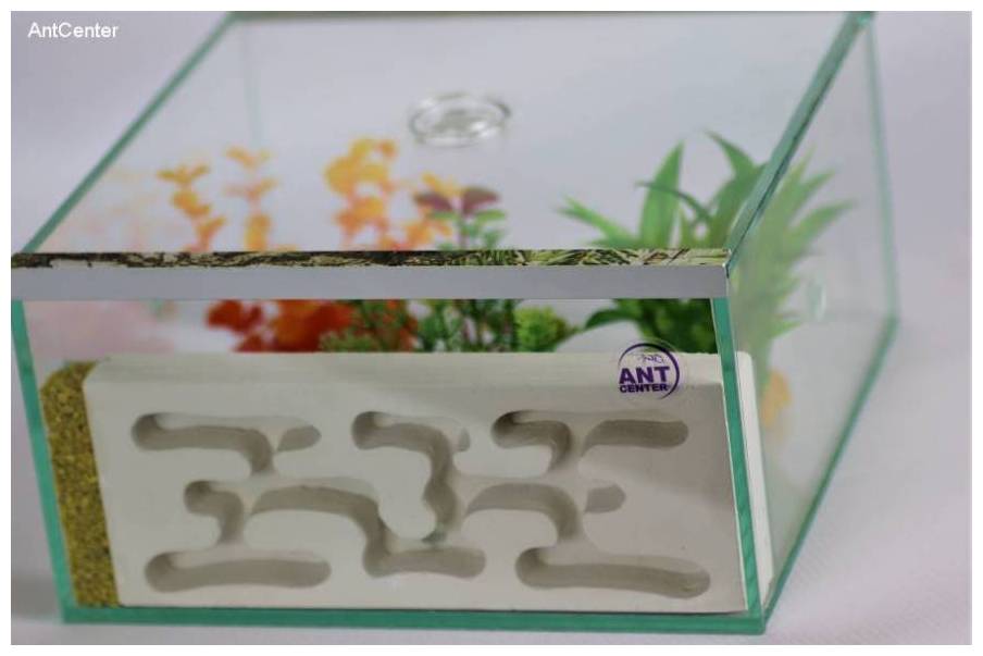 Formikarium gipsowe Lubi