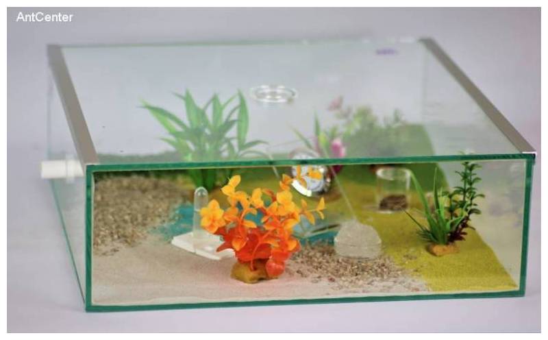 Arena 30x30 dla mrówek