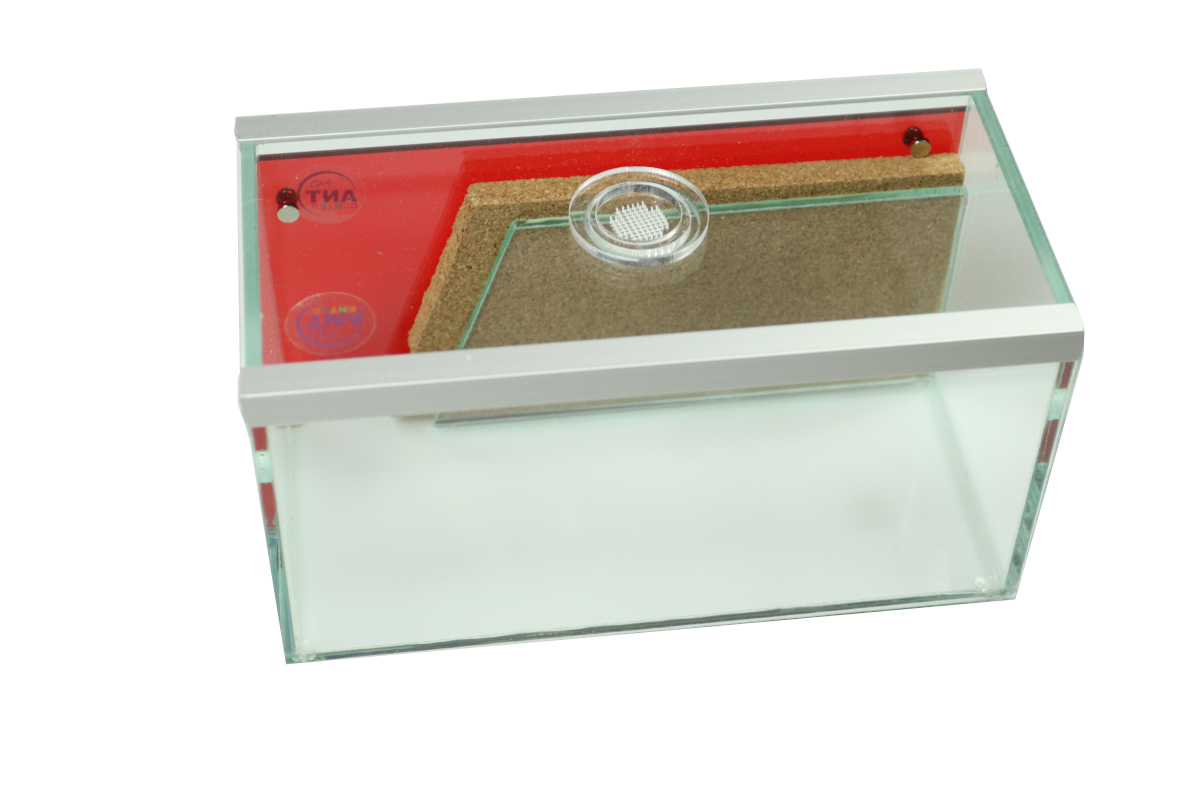 Red cover for Brand formicarium
