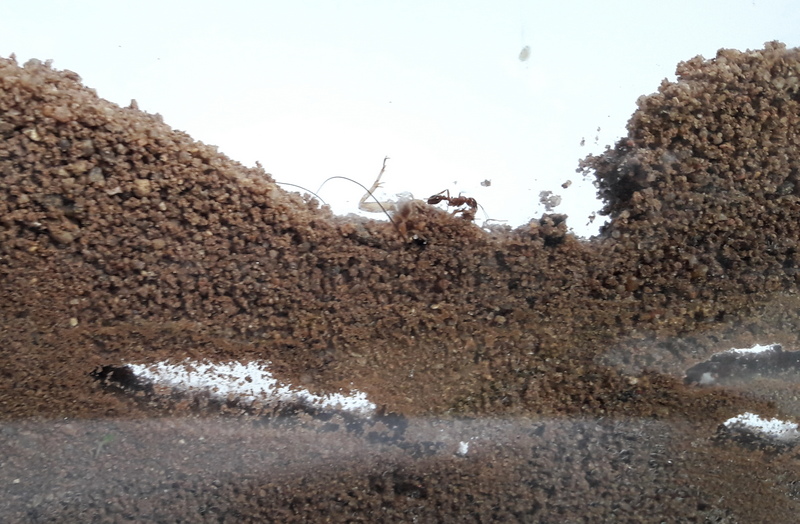 Ant nest Sandwich