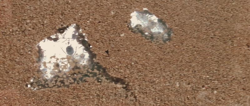 Ant nest Sandwich 