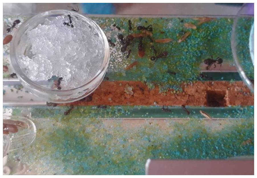 Harvester ants from AntCenter