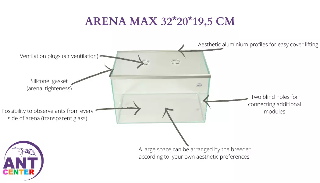 Big arena for ants