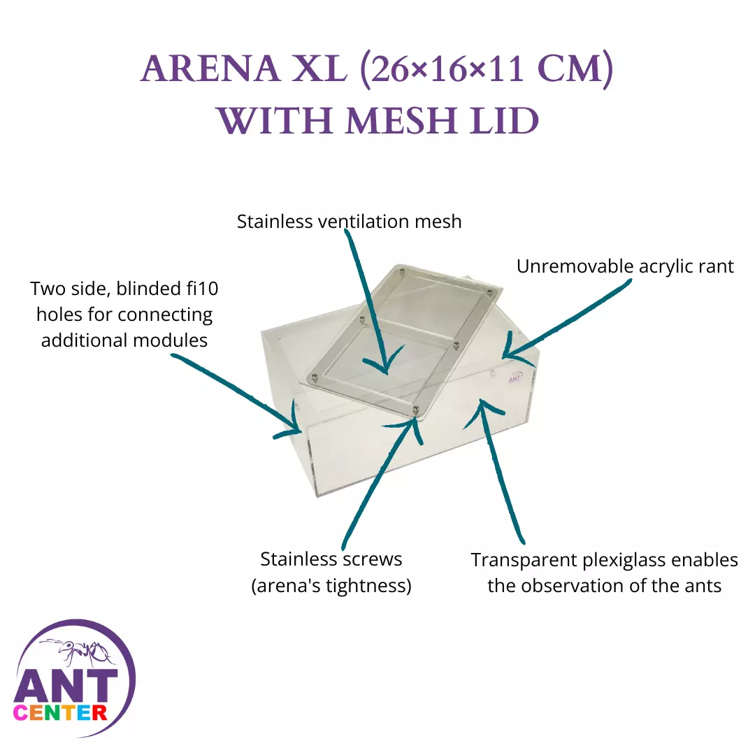 Arena for raising ants at home