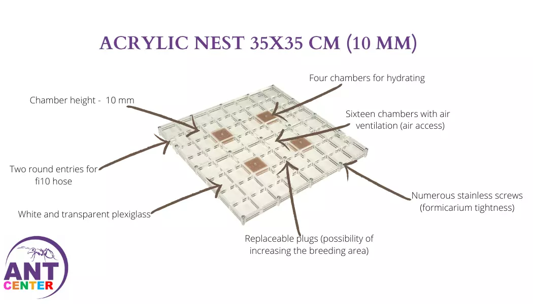 Big acrylic nest for ants