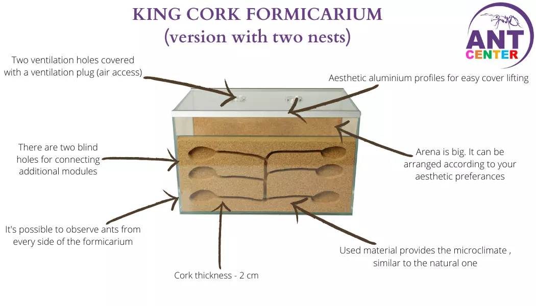 Ant farm King cork