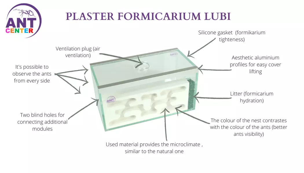 Plaster ant farm Lubi