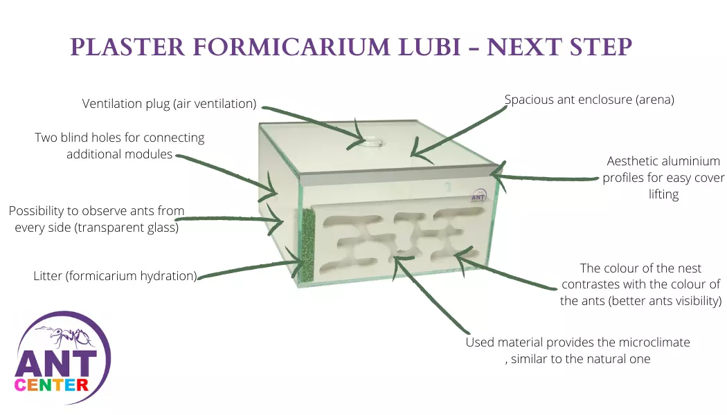 Formicarium Lubi Next step for ants