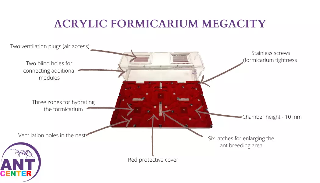 Ant farm MegaCity for ants