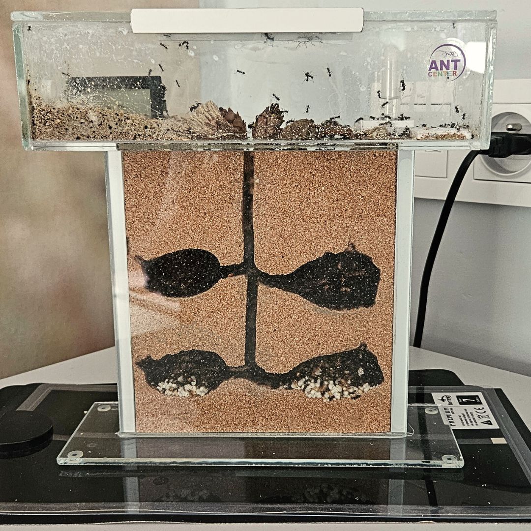 Ant farm- Tower
