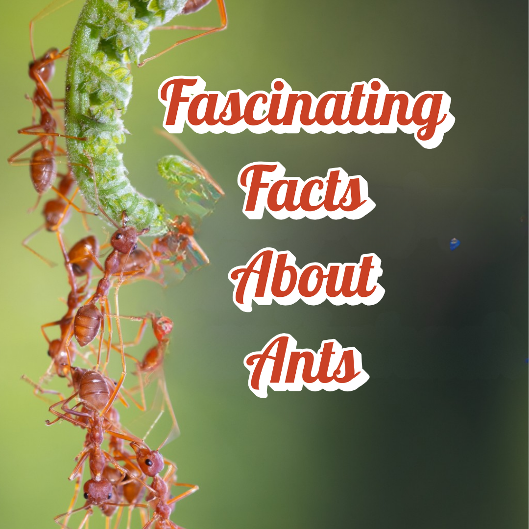 Fascinating Facts About Exotic and Common Ants