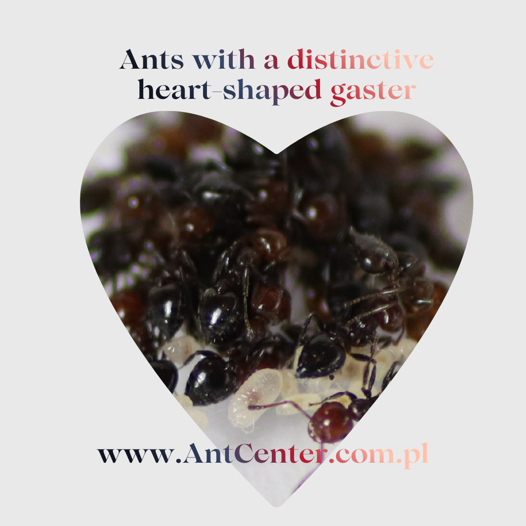 Keeping Crematogaster scutellaris: setup, diet and tips