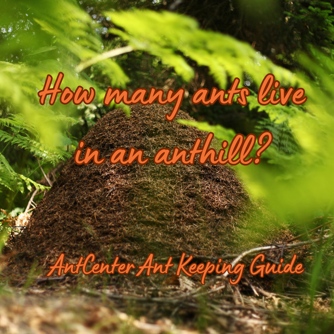 How many ants live in an anthill?